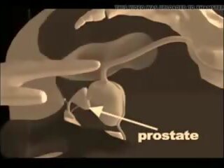 How to give a prostata massaž, mugt xxx massaž x rated clip vid
